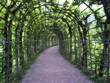 tunnel through vines