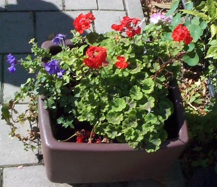 a flower pot on the side walk